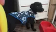 Caju