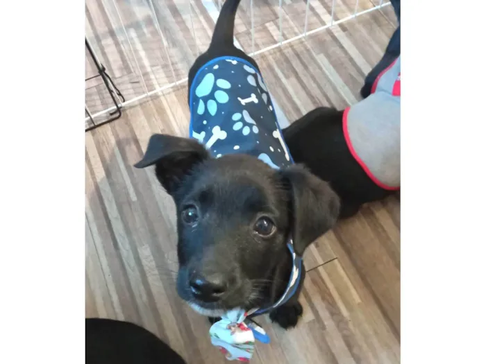 Cachorro ra a SRD-ViraLata idade 2 a 6 meses nome Caju