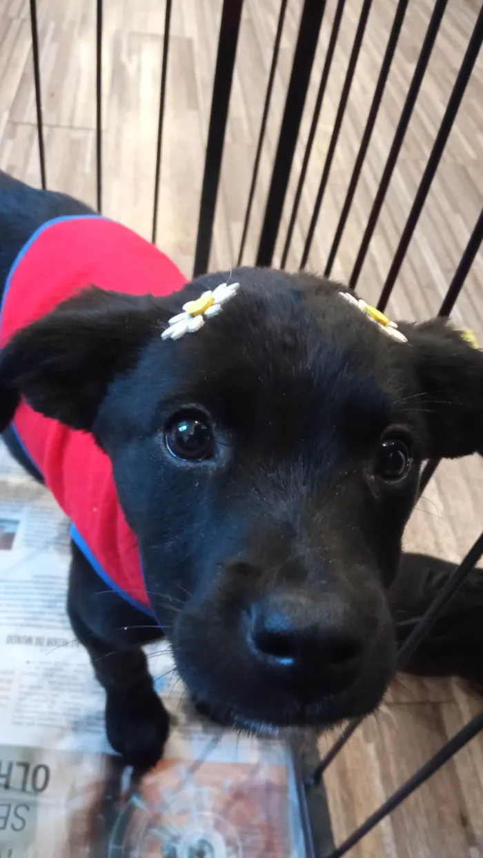 Cachorro ra a SRD-ViraLata idade 2 a 6 meses nome Tica