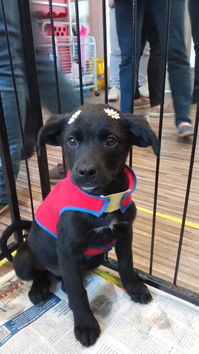 Cachorro ra a SRD-ViraLata idade 2 a 6 meses nome Tica