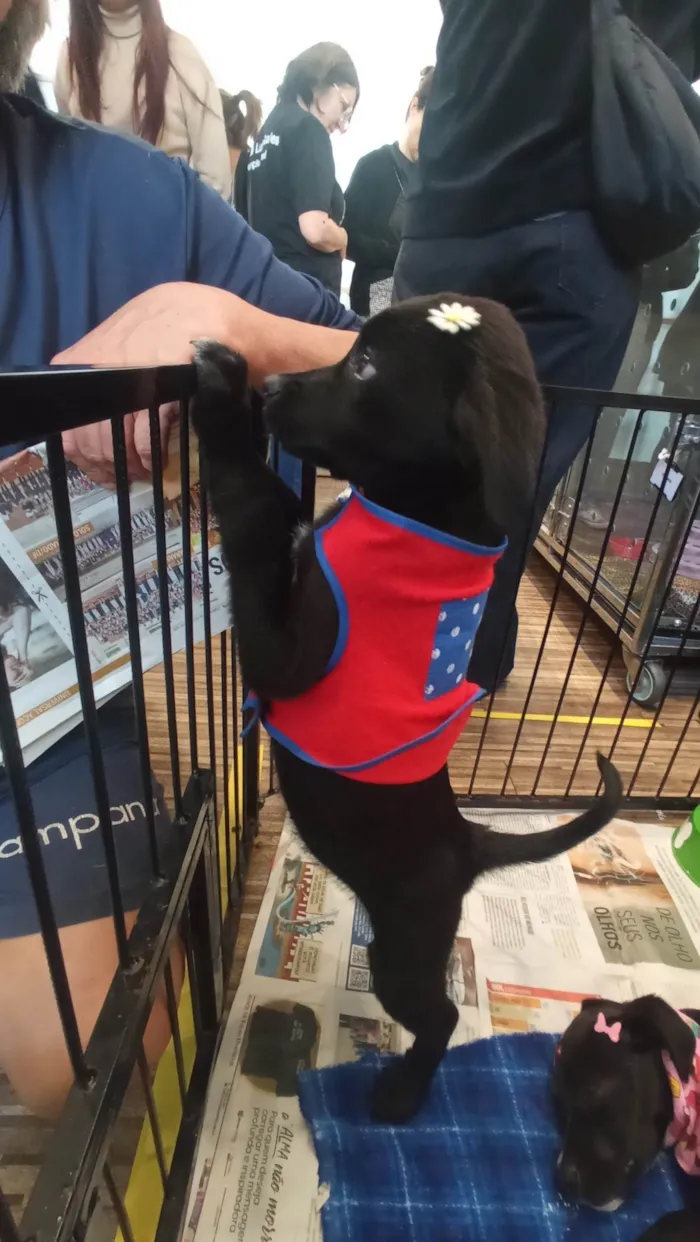 Cachorro ra a SRD-ViraLata idade 2 a 6 meses nome Tica