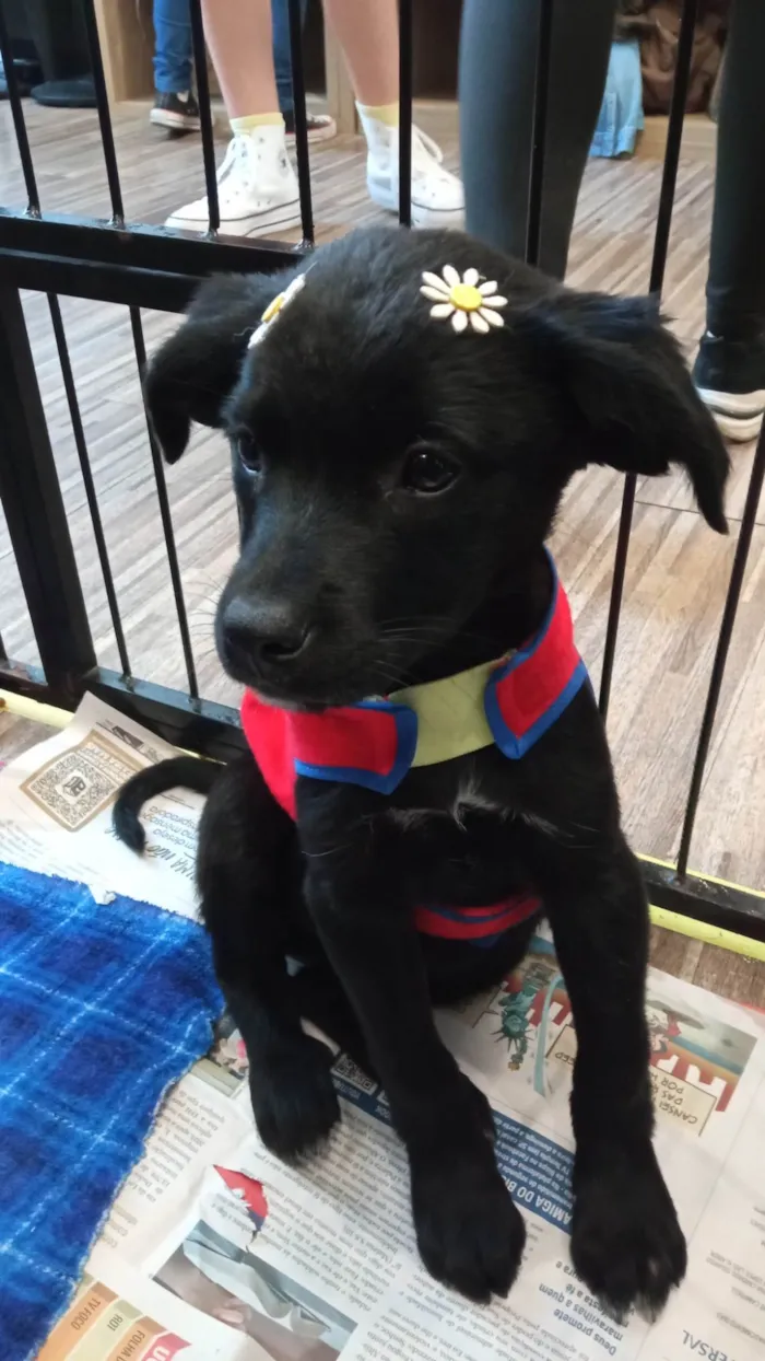 Cachorro ra a SRD-ViraLata idade 2 a 6 meses nome Tica