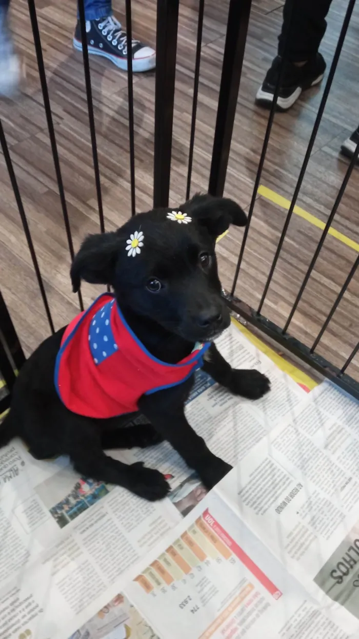 Cachorro ra a SRD-ViraLata idade 2 a 6 meses nome Tica