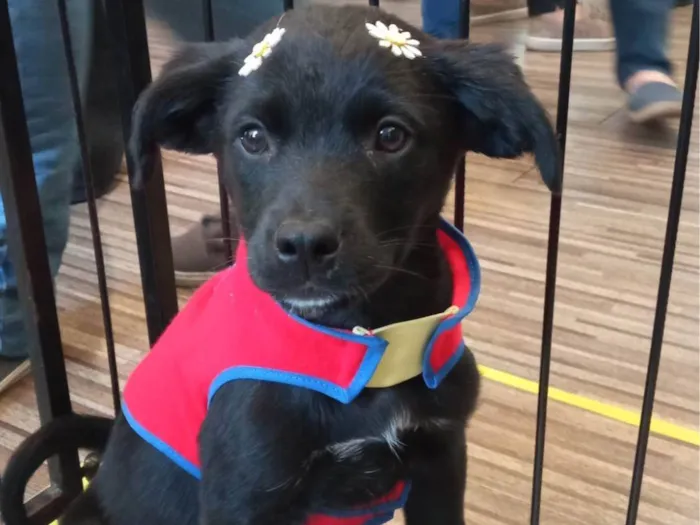 Cachorro ra a SRD-ViraLata idade 2 a 6 meses nome Tica