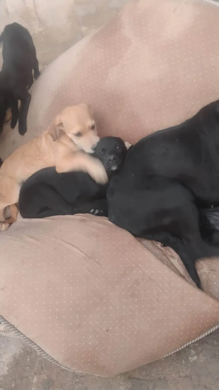Cachorro ra a SRD-ViraLata idade 2 a 6 meses nome Sol