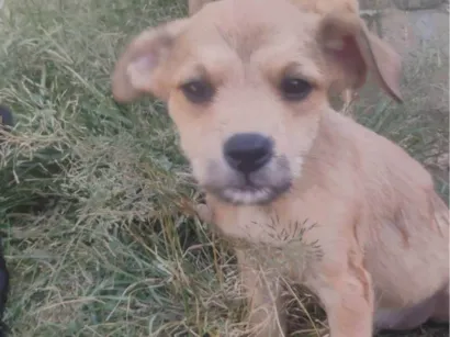 Cachorro raça SRD-ViraLata idade 2 a 6 meses nome Sol