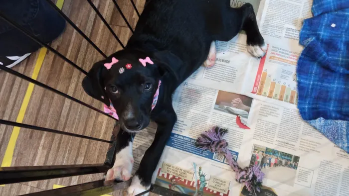 Cachorro ra a SRD-ViraLata idade 2 a 6 meses nome Dalila