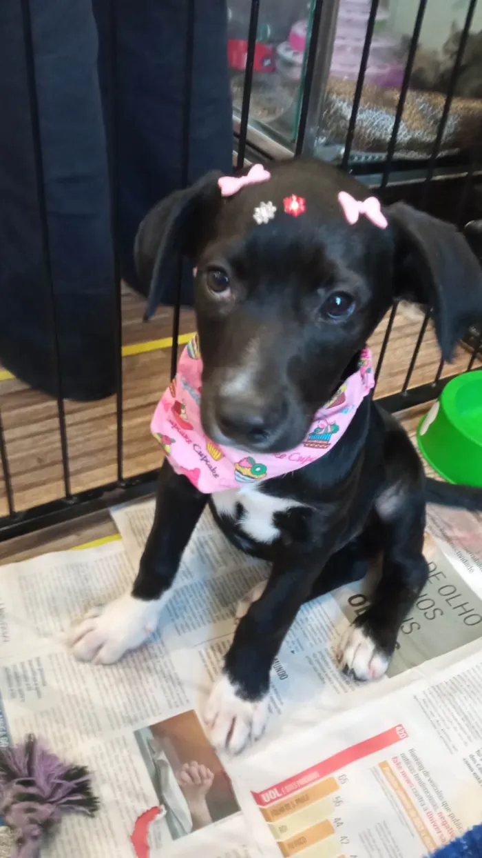 Cachorro ra a SRD-ViraLata idade 2 a 6 meses nome Dalila