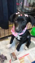 Dalila