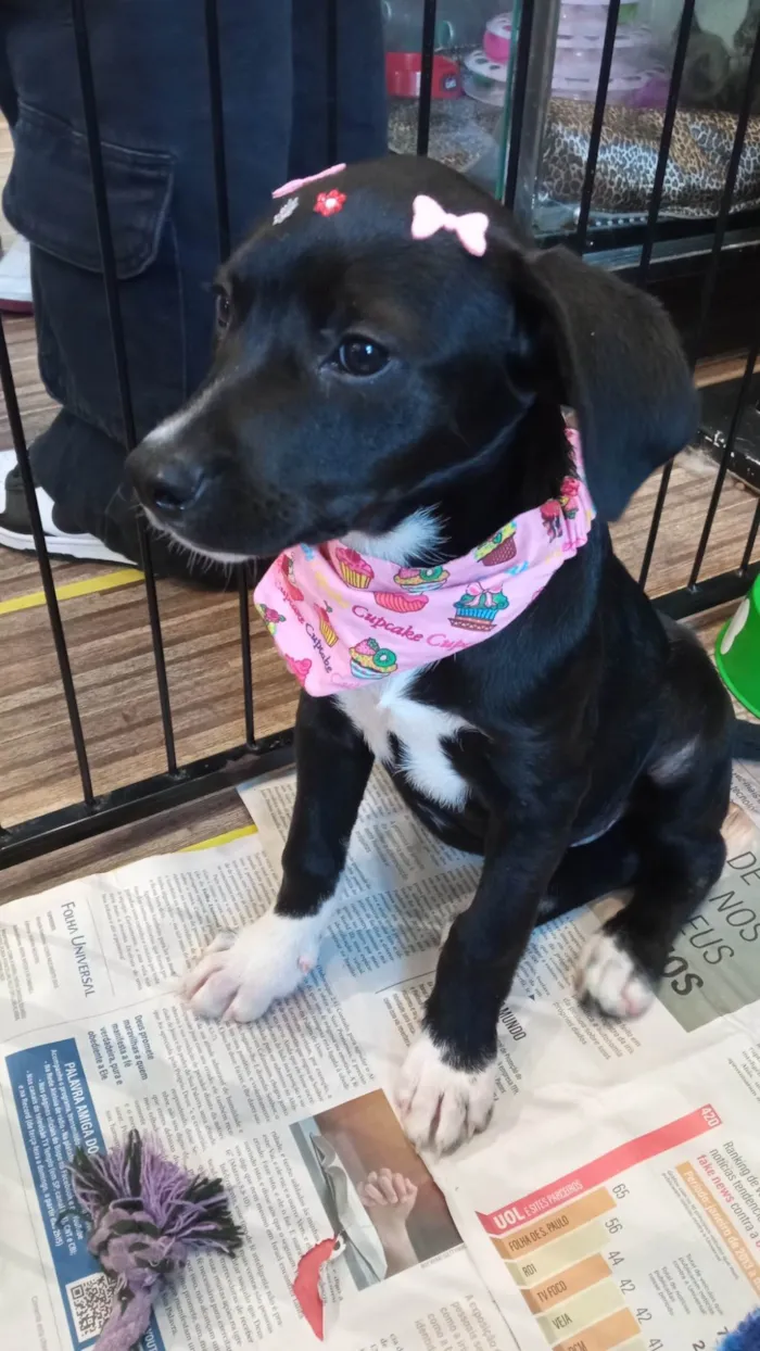 Cachorro ra a SRD-ViraLata idade 2 a 6 meses nome Dalila