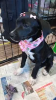 Dalila