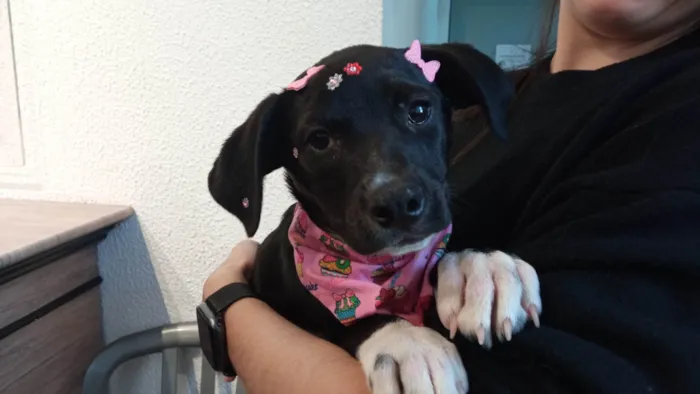 Cachorro ra a SRD-ViraLata idade 2 a 6 meses nome Dalila