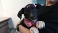 Dalila