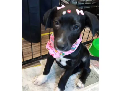 Cachorro raça SRD-ViraLata idade 2 a 6 meses nome Dalila