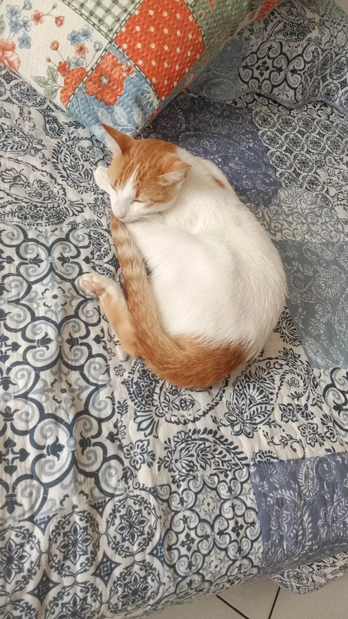 Gato ra a SRD-ViraLata idade 2 a 6 meses nome Gata perdida