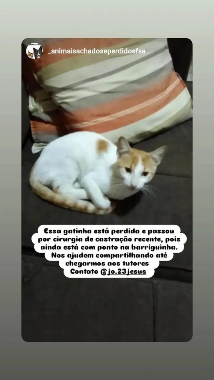 Gato ra a SRD-ViraLata idade 2 a 6 meses nome Gata perdida