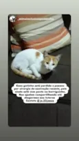Gata perdida