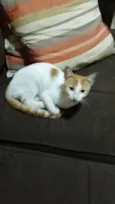 Gata perdida