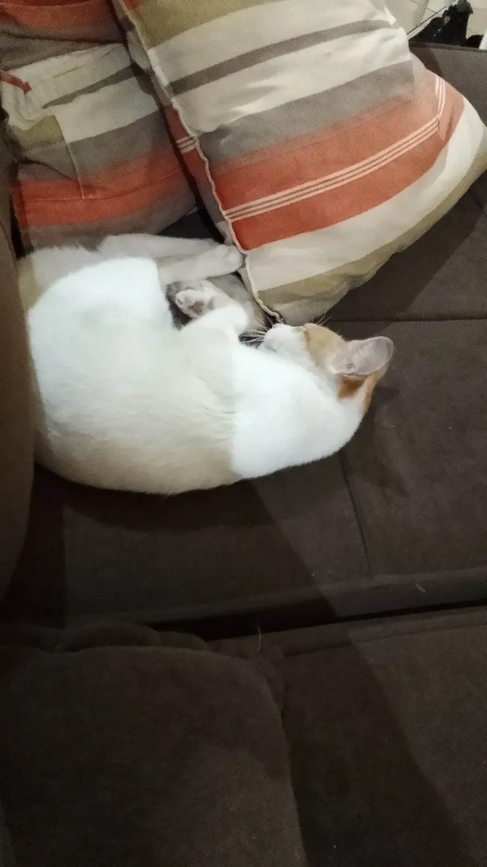 Gato ra a SRD-ViraLata idade 2 a 6 meses nome Gata perdida