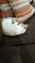 Gata perdida
