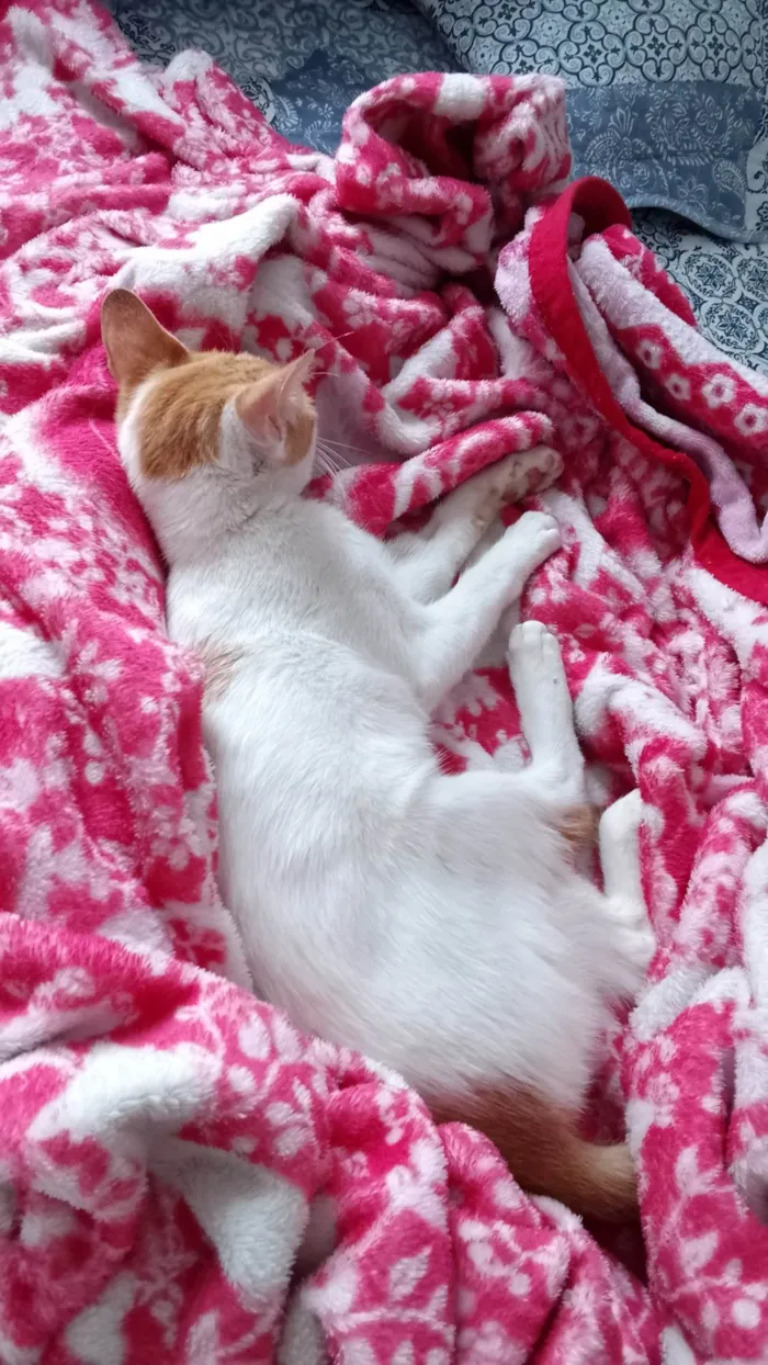 Gato ra a SRD-ViraLata idade 2 a 6 meses nome Gata perdida