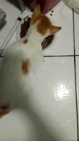 Gata perdida