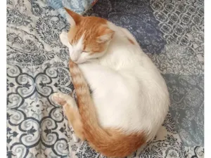 Gato raça SRD-ViraLata idade 2 a 6 meses nome Gata perdida