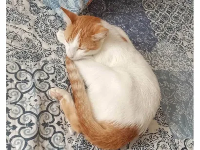 Gato raça SRD-ViraLata idade 2 a 6 meses nome Gata perdida