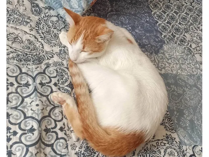 Gato ra a SRD-ViraLata idade 2 a 6 meses nome Gata perdida