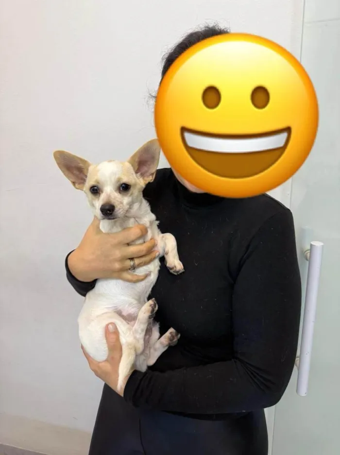 Cachorro ra a Pinscher idade 2 a 6 meses nome Bambam 