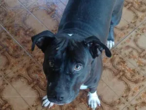 Cachorro raça Pit-Bull idade 2 anos nome Pity 