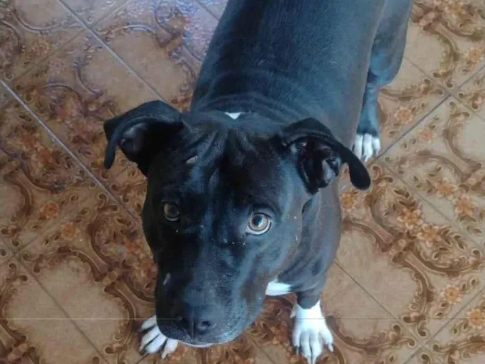 Cachorro ra a Pit-Bull idade 2 anos nome Pity 