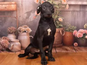 Cachorro raça SRD-ViraLata idade 2 a 6 meses nome Bento 