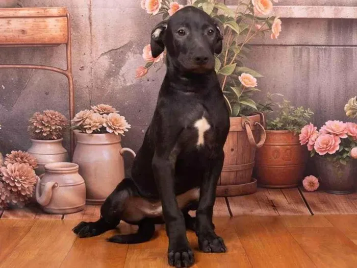 Cachorro ra a SRD-ViraLata idade 2 a 6 meses nome Bento 