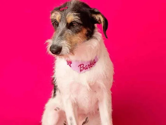 Cachorro ra a SRD-ViraLata idade 1 ano nome Nina 