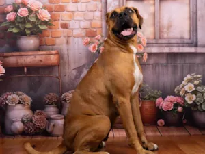 Cachorro raça SRD-ViraLata idade 4 anos nome Meredith 