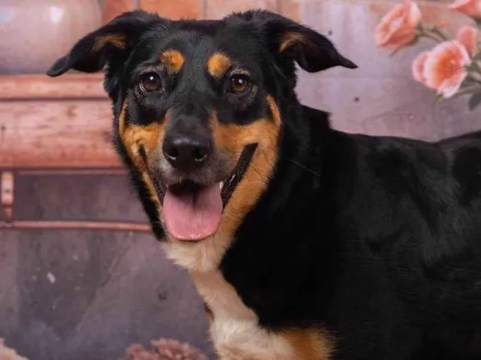 Cachorro ra a SRD-ViraLata idade 2 anos nome Kyara 
