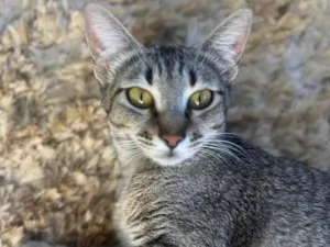 Gato raça SRD-ViraLata idade 1 ano nome Sophie 