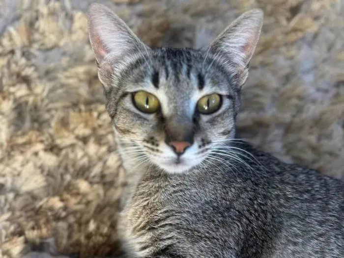 Gato ra a SRD-ViraLata idade 1 ano nome Sophie 