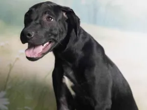 Cachorro raça SRD-ViraLata idade 2 a 6 meses nome Bento 