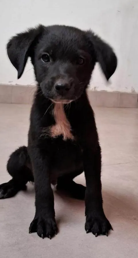 Cachorro ra a SRD-ViraLata idade 2 a 6 meses nome macho 1