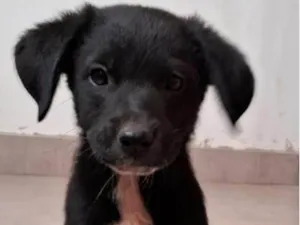 Cachorro raça SRD-ViraLata idade 2 a 6 meses nome macho 1