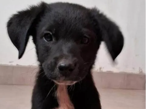 Cachorro ra a SRD-ViraLata idade 2 a 6 meses nome macho 1