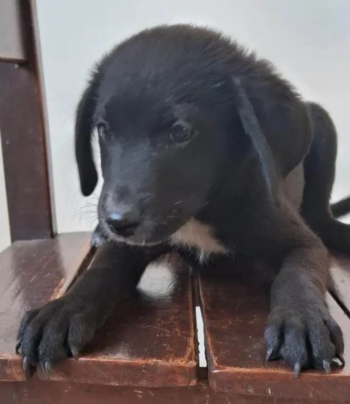 Cachorro ra a SRD-ViraLata idade 2 a 6 meses nome macho 2