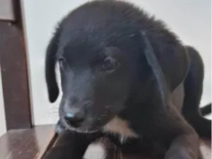 Cachorro raça SRD-ViraLata idade 2 a 6 meses nome macho 2