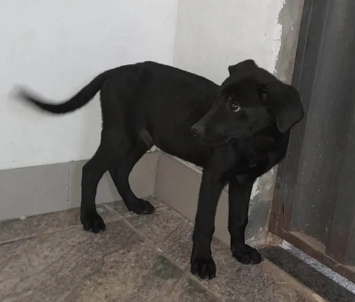 Cachorro ra a SRD-ViraLata idade 2 a 6 meses nome Fêmea 1