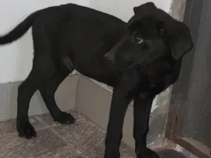 Cachorro raça SRD-ViraLata idade 2 a 6 meses nome Fêmea 1