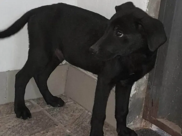 Cachorro ra a SRD-ViraLata idade 2 a 6 meses nome Fêmea 1