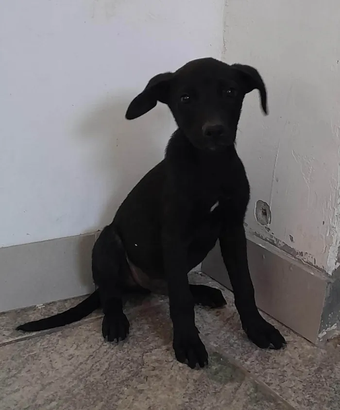 Cachorro ra a SRD-ViraLata idade 2 a 6 meses nome Fêmea 2
