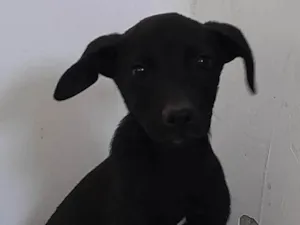 Cachorro raça SRD-ViraLata idade 2 a 6 meses nome Fêmea 2